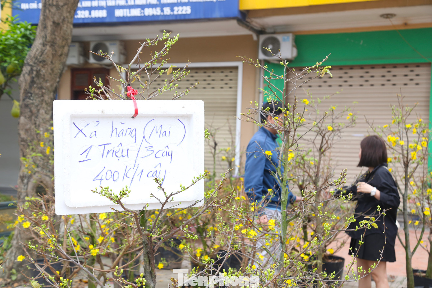 Mai vàng Bình Định “xả hàng" 1 triệu/3 cây với hi vọng dù lãi ít nhưng bán được hết hàng để tránh gặp cảnh 30 Tết phải bán tống, bán tháo.