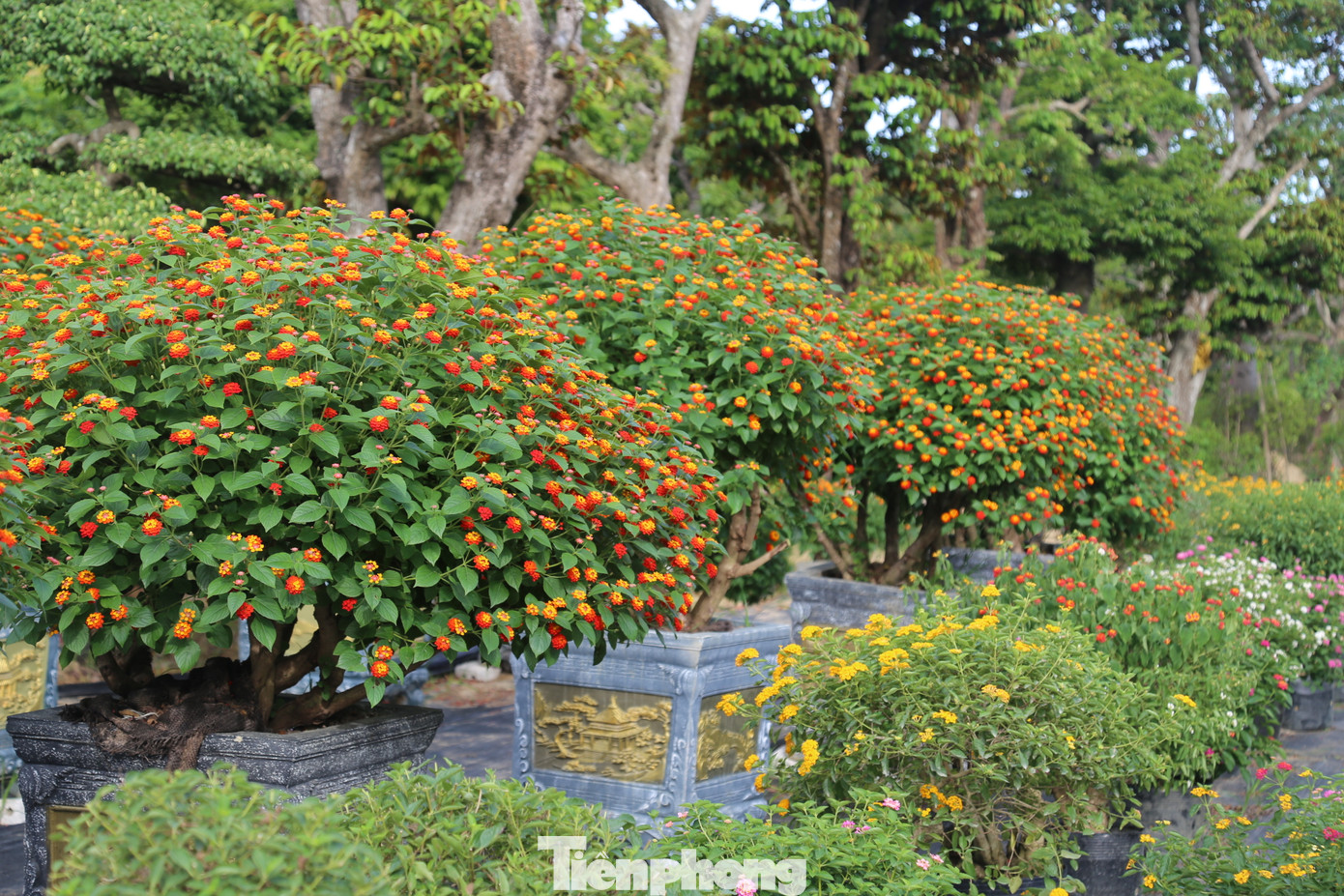 Theo anh Hùng, hoa ngũ sắc nở quanh năm, nắng mưa gì cũng nở, dễ trồng, không sâu bệnh sống dai nên khách rất ưa thích. Người trồng cần chú ý chăm sóc hàng ngày. Có 3 yếu tố quan trọng để cây hoa phát triển tốt là nước, phân bón, thời tiết.