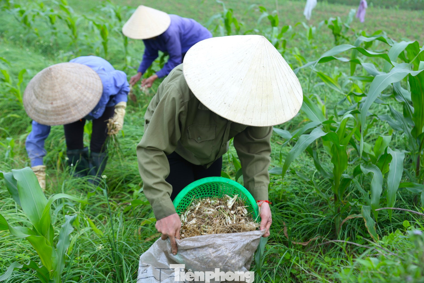 Sau Tết, các nhà hàng, khách sạn, bếp ăn tập thể hoạt động trở lại nên nhu cầu hành chế biến tăng. Nguồn cung chưa nhiều, trong khi cầu lại tăng nên giá hành được đẩy lên cao. Theo người dân, giá hành đầu vụ năm nay cao nhất so trong vòng 3 năm trở lại đây. Vào chính vụ, chắc chắn giá hành sẽ giảm. Sau Tết, các nhà hàng, khách sạn, bếp ăn tập thể hoạt động trở lại nên nhu cầu hành chế biến tăng. Nguồn cung chưa nhiều, trong khi cầu lại tăng nên giá hành được đẩy lên cao. Theo người dân, giá hành đầu vụ năm nay cao nhất so trong vòng 3 năm trở lại đây. Vào chính vụ, chắc chắn giá hành sẽ giảm.