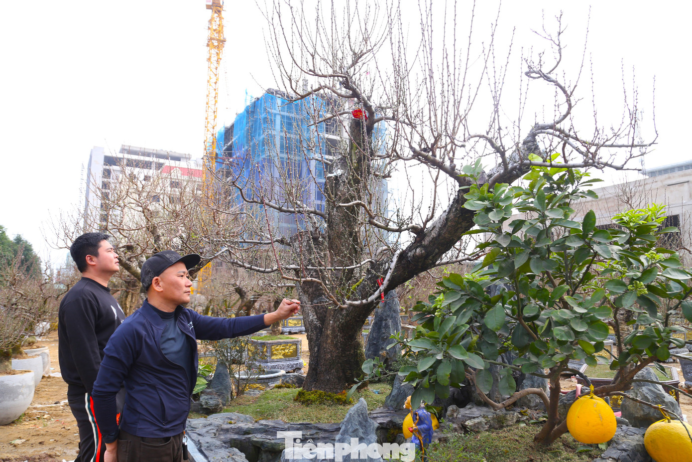 Anh Phạm Văn Minh (trú thành phố Vinh), chủ gốc đào “khủng” này cho biết: Năm nay, anh nhập 250 gốc đào từ Mộc Châu về bán Tết. “Gốc đào này trên trăm tuổi, cao khoảng 3m, tôi bán với giá 300 triệu đồng, cho thuê với giá 150 triệu đồng. Cách đây hai hôm, có người trả 120 triệu đồng để thuê nhưng tôi chưa đồng ý”, anh Minh nói.