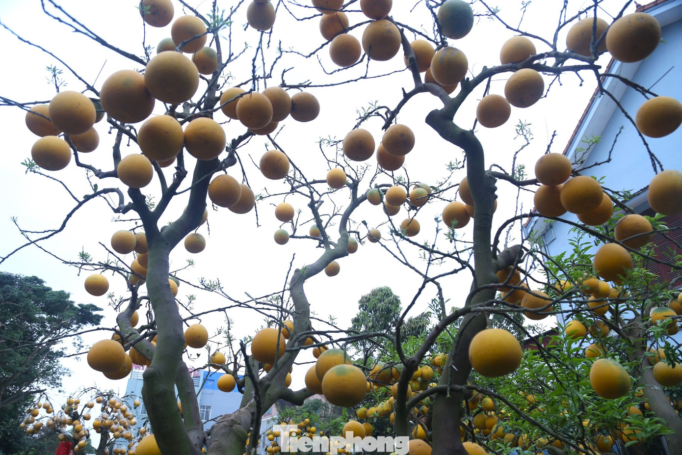 Cây bưởi sai trĩu quả, vàng ươm Cây bưởi sai trĩu quả, vàng ươm