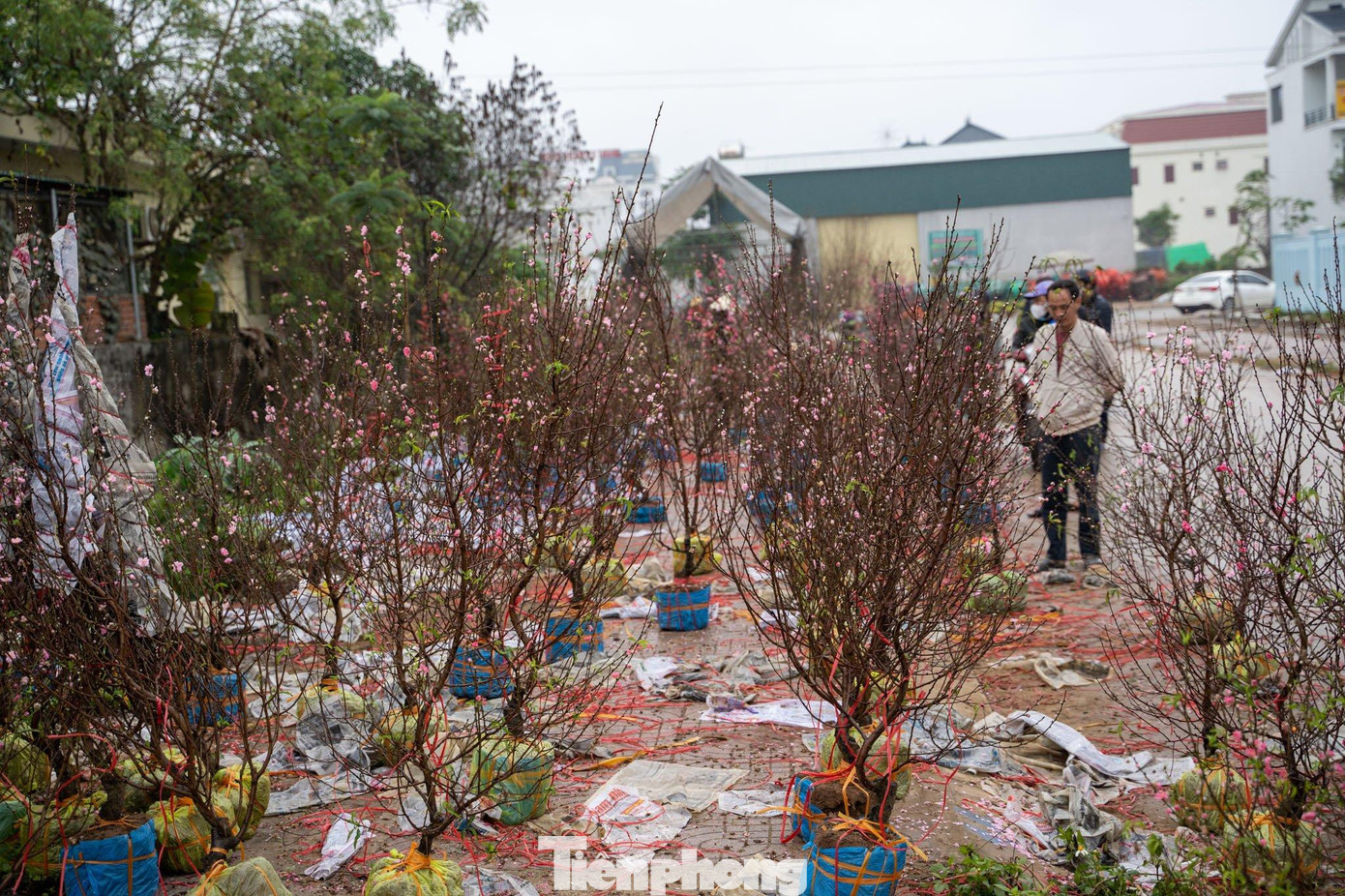 Sáng 29 Tết, trời mưa rét khiến nhiều hộ kinh doanh đào, quất ở Nghệ An phải hạ giá mạnh để mong có thể kịp về nhà ăn Tết. Tuy nhiên, lượng khách mua vẫn rất ít ỏi. Không khí vắng vẻ, ảm đạm bao trùm.
