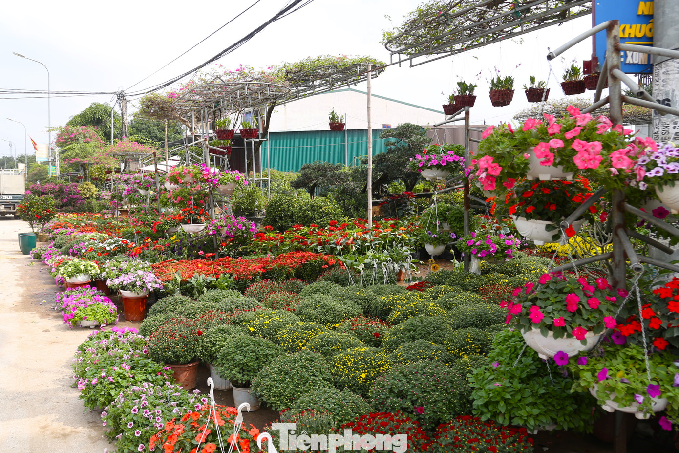 Những ngày này, đến làng hoa Kim Phúc (xã Nghi Ân, thành phố Vinh, Nghệ An) - nơi được xem là thủ phủ hoa, cây cảnh của thành Vinh, sắc xuân đã rạo rực bởi muôn loài hoa khoe sắc trong các nhà vườn, dọc ven đường.