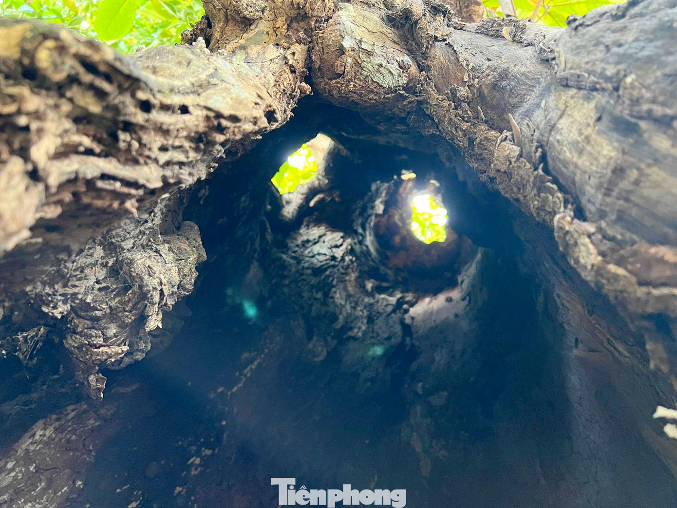 Đứng trong thân cây nhìn lên, cây bàng như một ống gỗ khô khổng lồ.