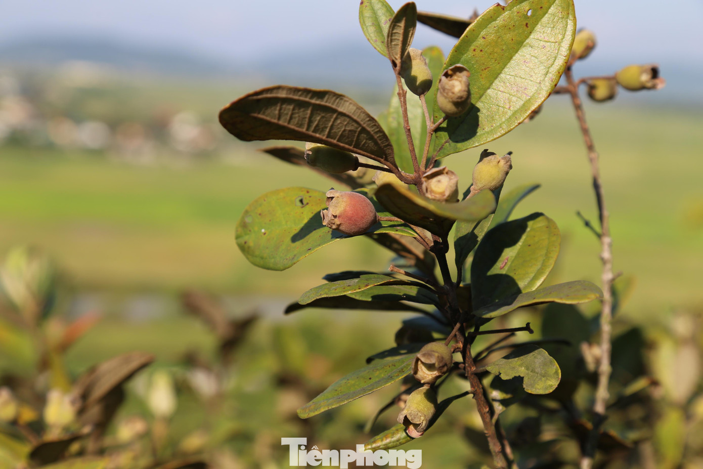 Trái sim rừng có hình thon tròn, cỡ bằng ngón tay, khi chín vỏ sim màu sẫm, vị ngọt chát. Sim có rất nhiều công dụng.