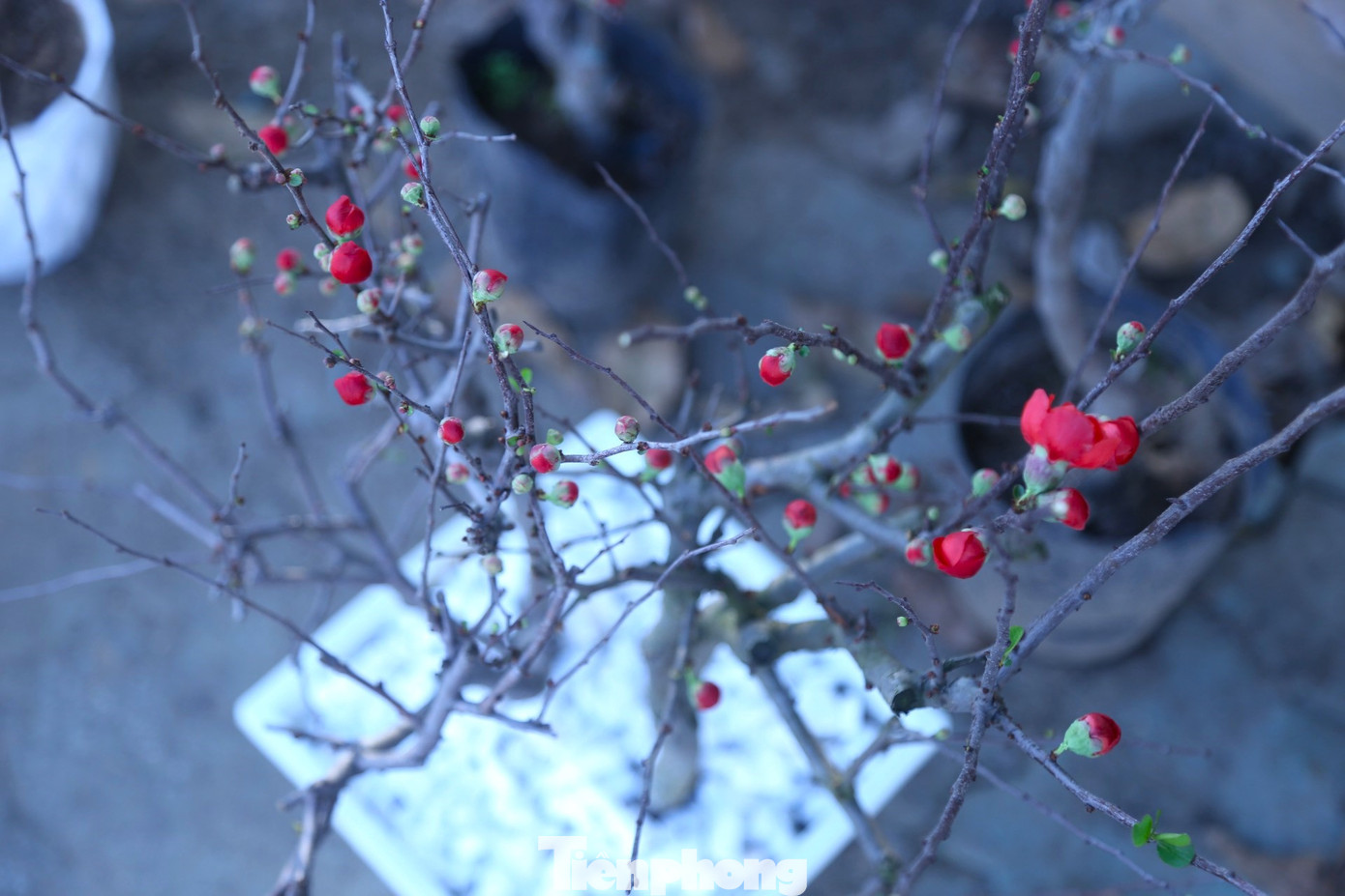 Một chậu mai đỏ có giá ‘mềm’, chỉ từ 250.000 - 350.000 đồng. Những cây có dáng đẹp, gốc đẹp thì giá cao hơn. Mặc dù còn khá mới nhưng thời gian gần đây mai đỏ được nhiều người lựa chọn, bởi dáng cây nhỏ gọn và tiện lợi.