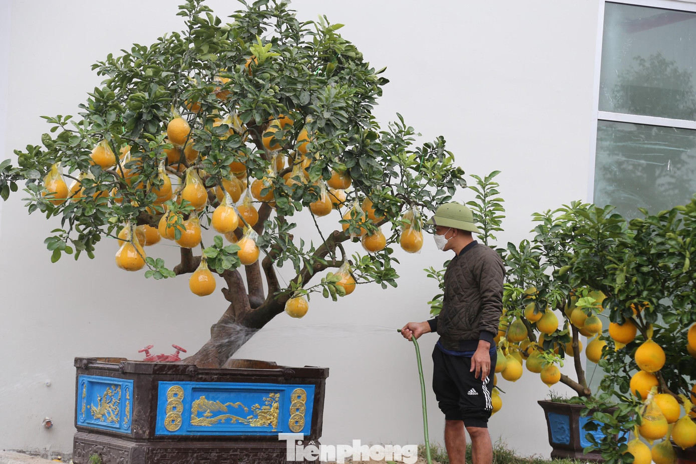 Những cây to, tuổi đời từ 35-40 năm có giá khoảng 40-50 triệu đồng. Đặc biệt những cây cổ thụ có giá 80 triệu đồng.