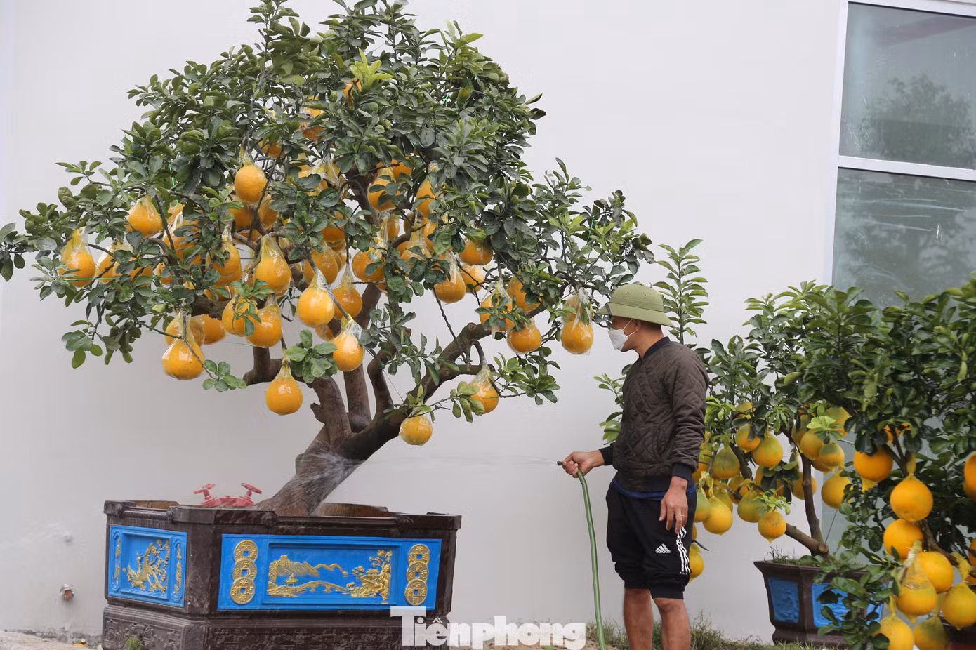 Những cây to, tuổi đời từ 35-40 năm có giá khoảng 40-50 triệu đồng. Đặc biệt những cây cổ thụ có giá 80 triệu đồng.