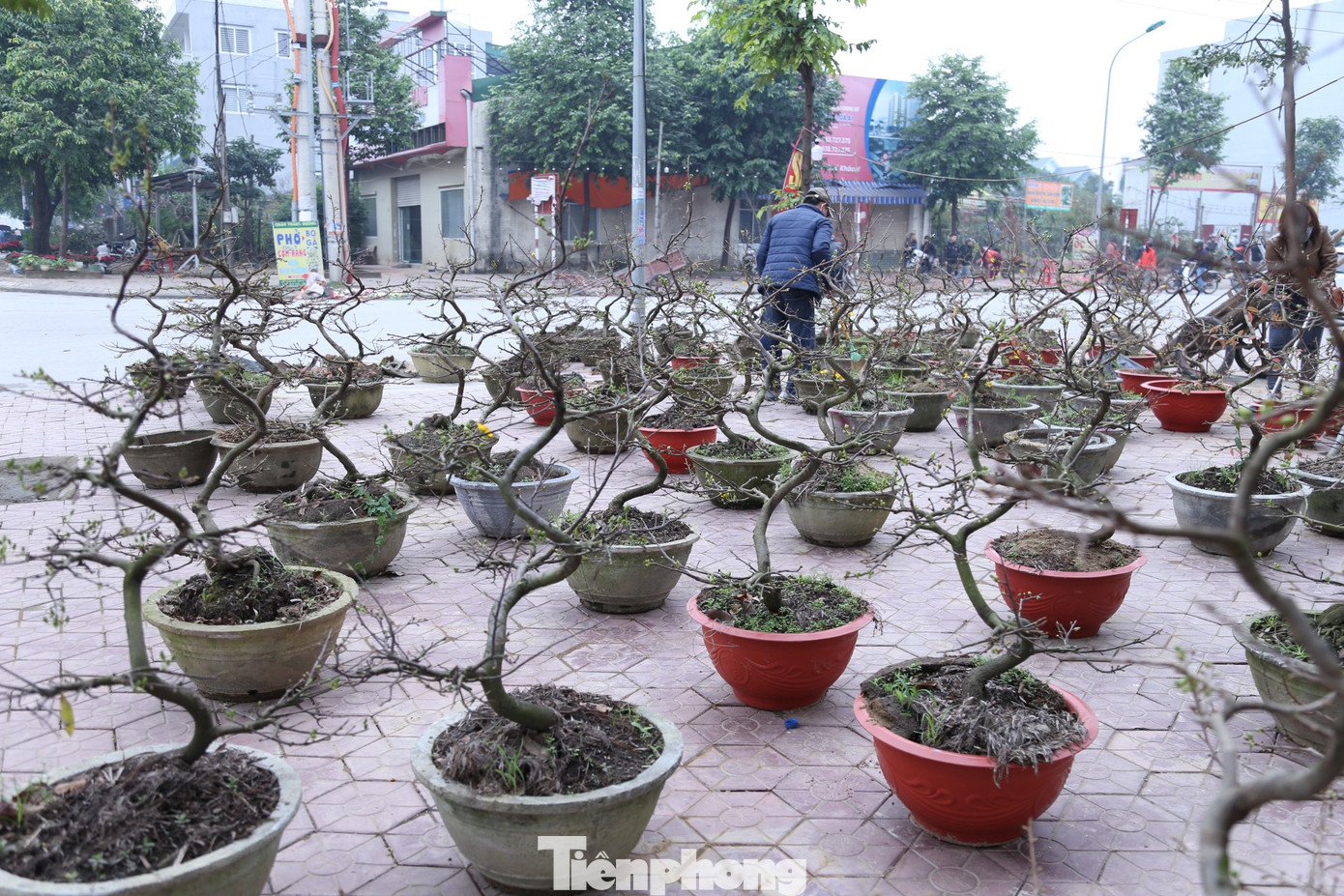 Theo chị Hoa, bình thường một chậu lan chị bán từ 1,5–3 triệu đồng nhưng nay giảm giá chỉ 400–500.000 đồng vẫn không có khách.