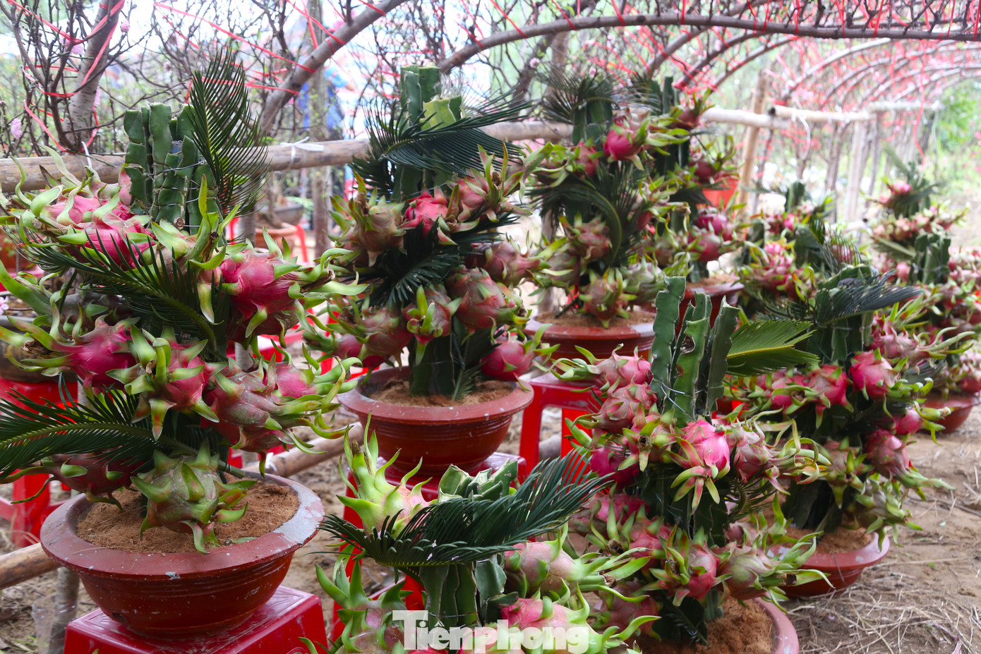 “Chúng tôi nhập khoảng 100 chậu thanh long về bán Tết từ ngày 20 tháng Chạp, giá bán từ 800 nghìn đồng đến 2 triệu đồng/chậu tùy vào số lượng quả, kích thước. Thanh long có màu đỏ, tượng trưng cho sự may mắn, nghĩa của thanh long là rồng bay lên, mọi sự phát triển đi lên”, anh Thịnh cho hay.