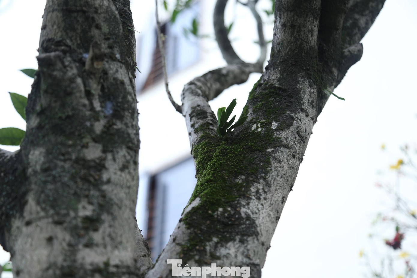 Rêu phong trên những nhánh cây mộc hương tiền tỷ