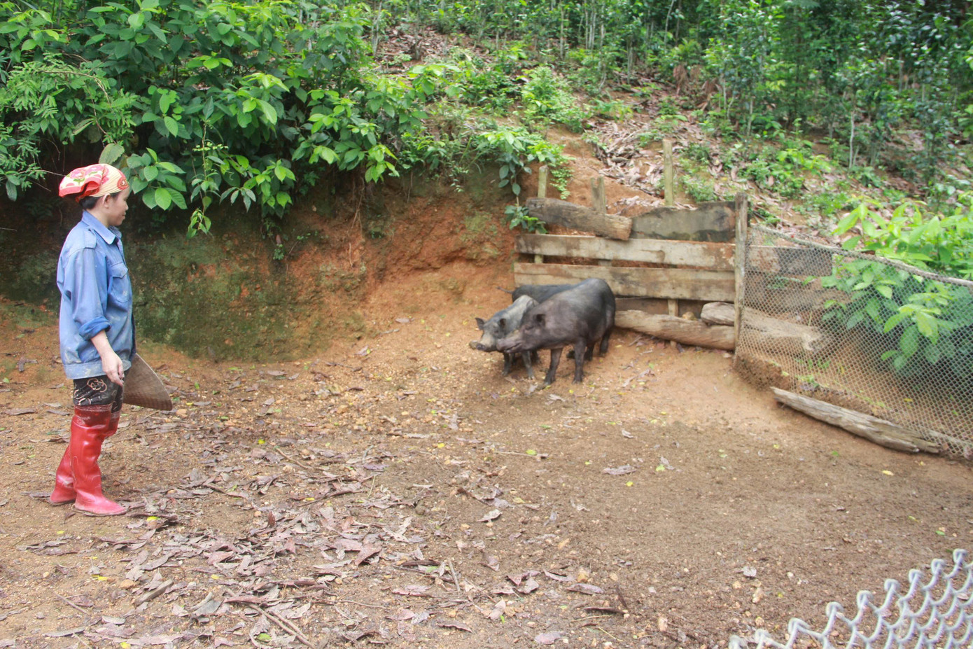 Đàn lợn của gia đình chị Hải sinh sản, cho thu nhập từ bán lợn giống. Đàn lợn của gia đình chị Hải sinh sản, cho thu nhập từ bán lợn giống.