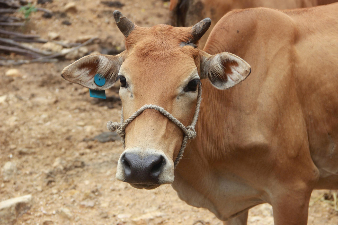 Những con bò Nhà nước cấp cho hộ nghèo, cận nghèo ở huyện Quỳ Châu được bấm thẻ ở tai Những con bò Nhà nước cấp cho hộ nghèo, cận nghèo ở huyện Quỳ Châu được bấm thẻ ở tai