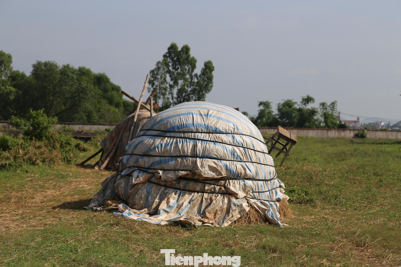 Khuôn viên nhà máy nước được người dân dùng làm nơi phơi rơm, rạ...