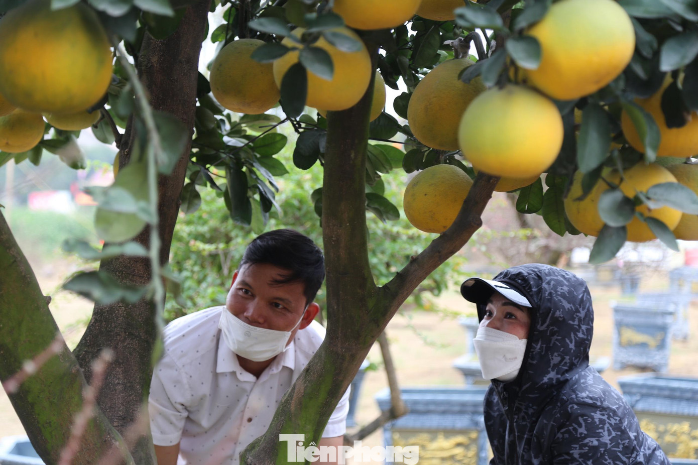 Ngoài thế cây và độ tuổi, bưởi cảnh rất quan trọng về quả và lá. Những chậu bưởi cảnh có quả chín vàng đều, thơm, lá xanh mượt luôn được chọn lựa hàng đầu.
