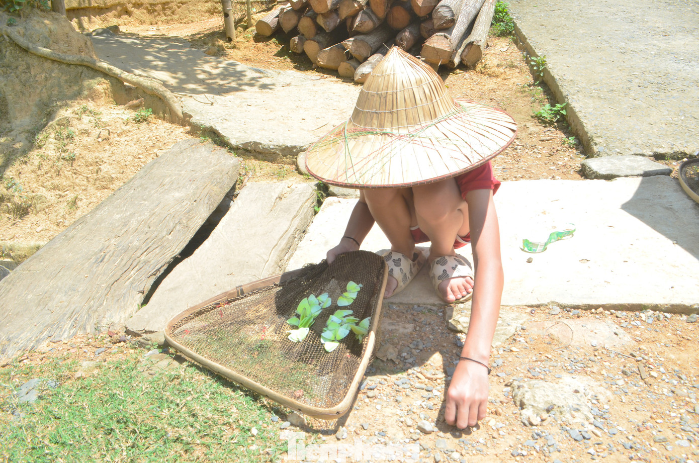 Em Vi Gia Như (11 tuổi) cho biết, mình còn nhỏ nên chưa phân biệt được loài nào ăn được nên chỉ bắt rồi để đó, chờ bố mẹ phân loại, xử lý. “Em đã nhiều lần được ăn bướm này do bố mẹ nấu rất ngon, mùi vị bùi bùi như nhộng ong”, Như nói.