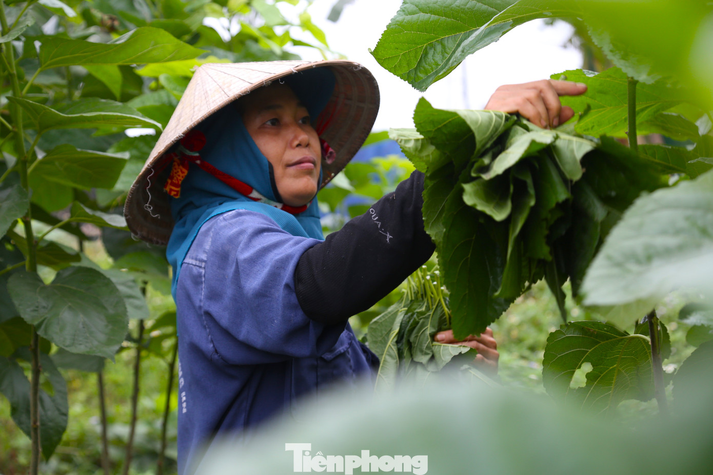 Tất bật thu hoạch lá dâu, bà Nguyễn Thị Dương (55 tuổi, trú ở xã Trung Phúc Cường, huyện Nam Đàn) cho biết: “Tằm là loại rất kén ăn. Lá dâu làm thức ăn cho tằm không được ướt nước mưa, không ướt sương, cũng không được để khô héo. Lá dâu là loại khô rất nhanh, do đó thu hoạch xong phải thái, cắt để cho tằm ăn ngay”.