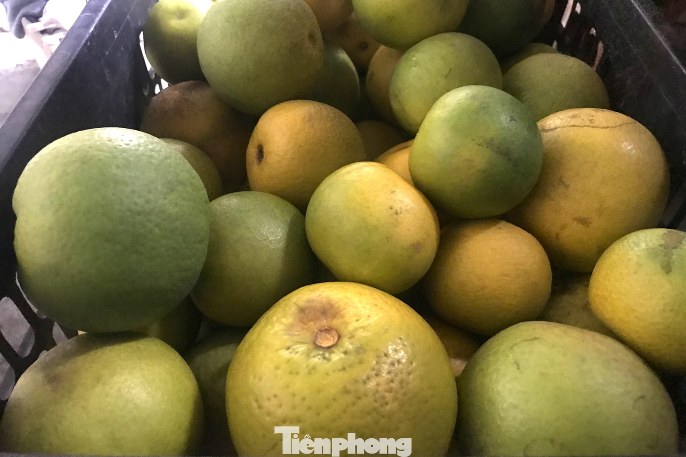 Ông Phan Công Dương - Chủ tịch UBND xã Nghi Diên cho biết: “Toàn xã có hơn 30ha cam Xã Đoài, trong đó, số cam gốc trồng trong vườn nhà dân khoảng 10ha, số còn lại ở trong các trang trại cam. Những đợt mưa lớn trong tháng 11 đã khiến các vườn cam bị ngập úng nhiều ngày. Hiện, chưa có thống kê cụ thể nhưng ước tính các vườn cam bị rụng mất một nửa. Không những vậy, tình trạng ngập úng lâu cũng sẽ ảnh hưởng đến chất lượng của cam, làm chậm quá trình cam chín khi Tết đã cận kề”. Ông Phan Công Dương - Chủ tịch UBND xã Nghi Diên cho biết: “Toàn xã có hơn 30ha cam Xã Đoài, trong đó, số cam gốc trồng trong vườn nhà dân khoảng 10ha, số còn lại ở trong các trang trại cam. Những đợt mưa lớn trong tháng 11 đã khiến các vườn cam bị ngập úng nhiều ngày. Hiện, chưa có thống kê cụ thể nhưng ước tính các vườn cam bị rụng mất một nửa. Không những vậy, tình trạng ngập úng lâu cũng sẽ ảnh hưởng đến chất lượng của cam, làm chậm quá trình cam chín khi Tết đã cận kề”.