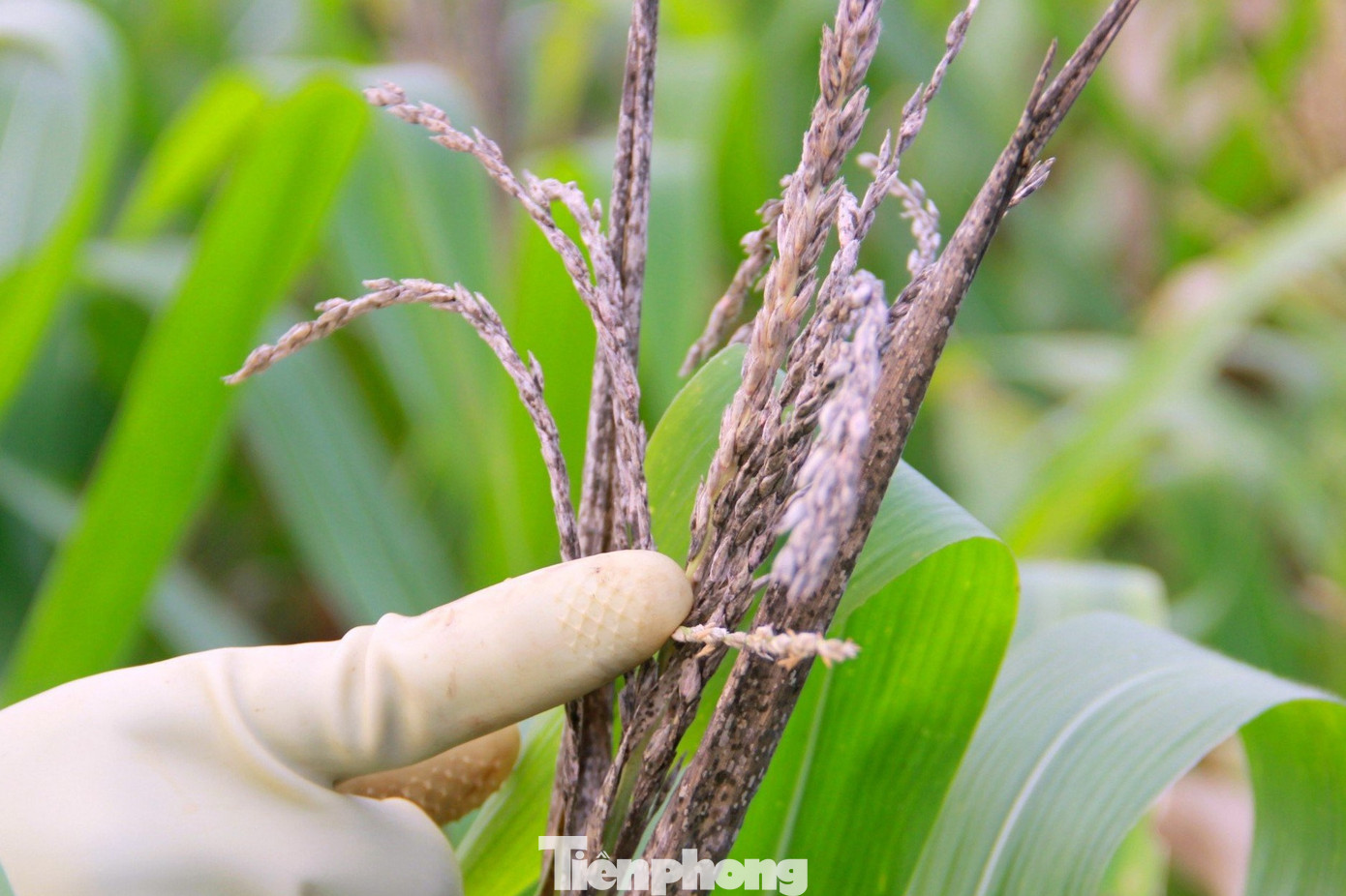 Nắng hạn khiến cờ ngô bị cháy, không thể tạo bắp, tạo hạt.