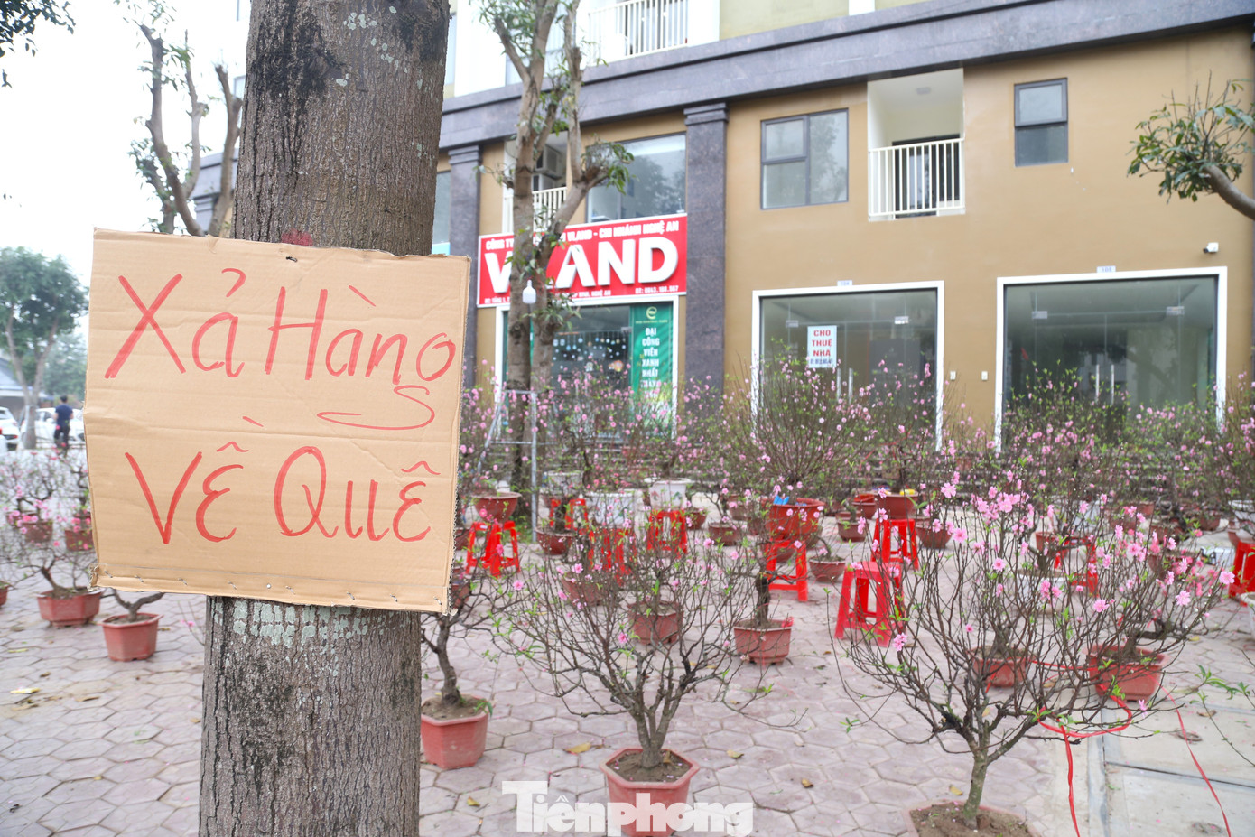 “Tôi mang đào Tết vào Vinh bán từ hôm 16 tháng Chạp. Đào bán chậm lắm, có ngày không bán được gốc nào. 29 Tết rồi mà rất vắng vẻ, không có khách đến hỏi luôn chứ nói gì bán. Cách đây mấy hôm, một cây đào có giá từ 1,5 triệu đồng, nay giảm giá chỉ còn 300 – 500 nghìn đồng nhưng vẫn không có khách”, chị Thủy chia sẻ.