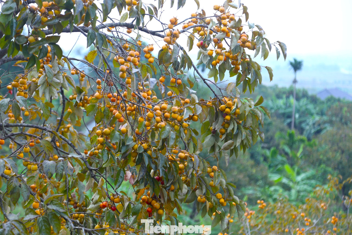 Thời điểm này, hồng đang vào chính vụ thu hoạch, chín đỏ rực, tạo nên khung cảnh tuyệt đẹp. Tuy nhiên, không tấp nập cảnh thương lái đến thu mua như những năm trước. Thời điểm này, hồng đang vào chính vụ thu hoạch, chín đỏ rực, tạo nên khung cảnh tuyệt đẹp. Tuy nhiên, không tấp nập cảnh thương lái đến thu mua như những năm trước.