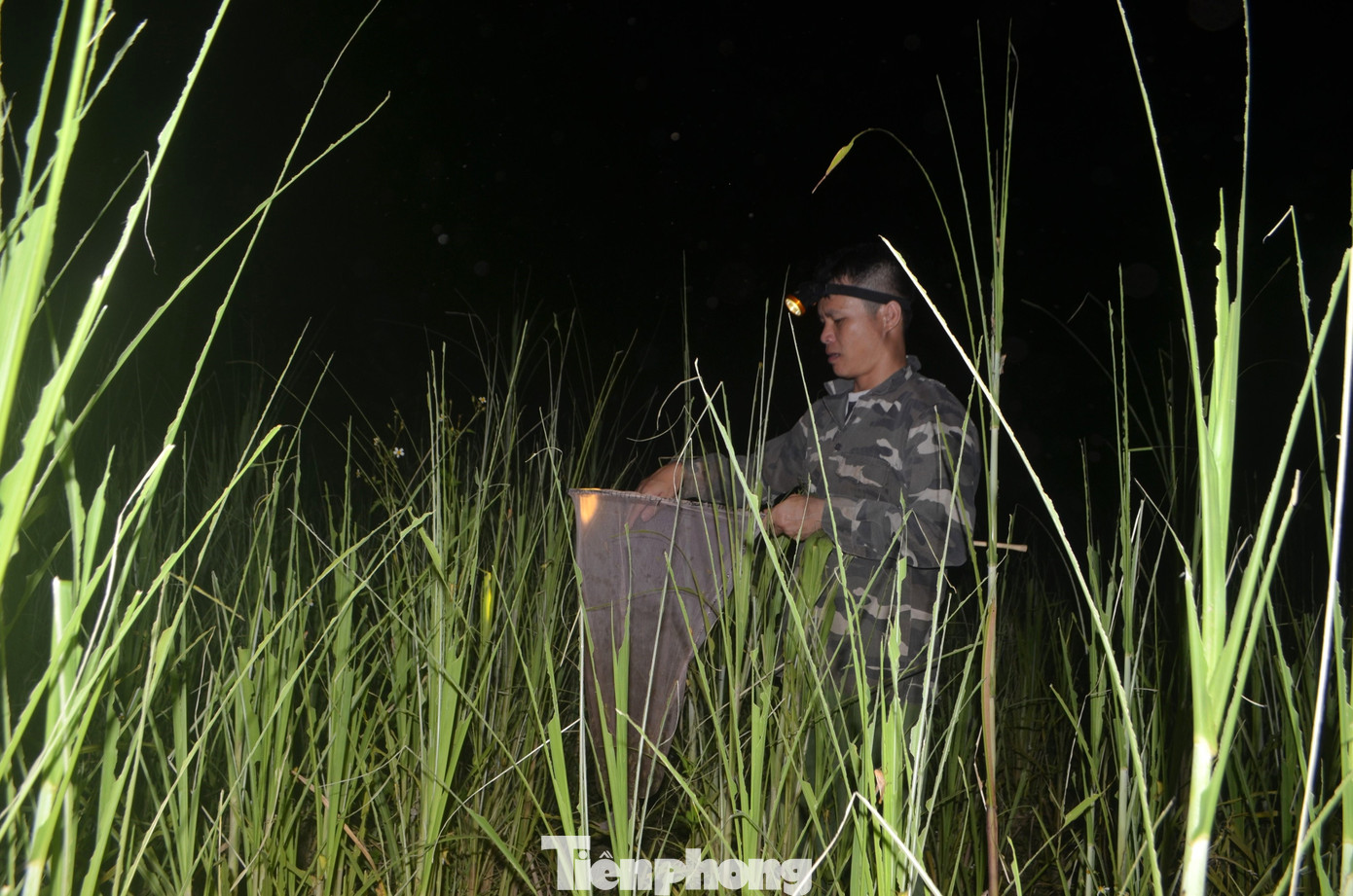 Anh Lương Văn Thanh (43 tuổi, trú xóm 7, xã Nghĩa Bình) cho biết: “Ban ngày, châu chấu nhảy liên tục nên khó bắt hơn, về đêm châu chấu chỉ nằm im nên dễ bắt. Vì những vườn cỏ sữa, ngô làm thức ăn cho vật nuôi không thể phun thuốc nên cách bắt thủ công là phương pháp hữu hiệu để làm giảm số lượng châu chấu và ngăn chúng di cư ra các vùng khác”.