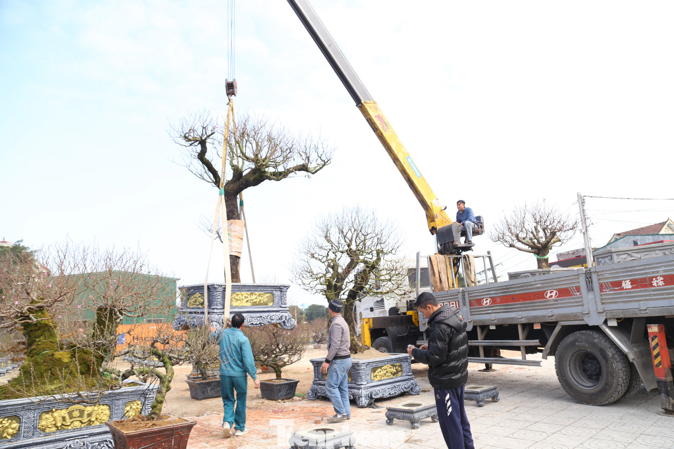 Giữa tháng Chạp (tháng 12 Âm lịch), những xe container chở đào, quất,… nối đuôi nhau “cập bến” thành phố Vinh, Nghệ An. Nhu cầu hoa, cây cảnh thị trường Tết Nguyên đán lớn khiến khối lượng công việc của nhà vườn tăng lên. Số công nhân họ thuê định kỳ không thể đáp ứng đủ nhu cầu công việc. Do đó, chủ vườn phải thuê thêm người làm thời vụ.