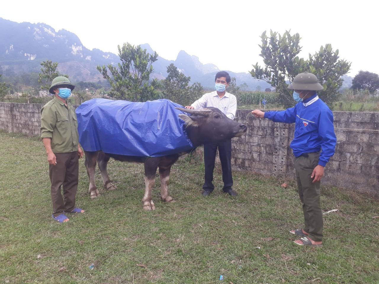 Mặc "áo ấm" cho trâu, bò