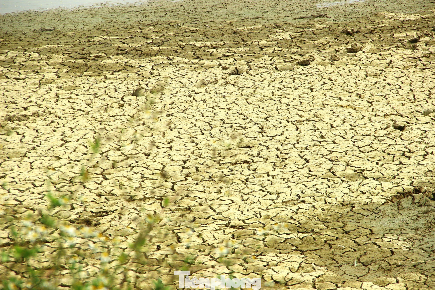 Đập Nậu, xóm 14, xã Nghi Văn cũng trong tình trạng tương tự, mực nước xuống thấp, người dân có thể đi lại trên lòng hồ. Đập Nậu, xóm 14, xã Nghi Văn cũng trong tình trạng tương tự, mực nước xuống thấp, người dân có thể đi lại trên lòng hồ.