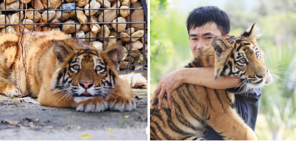 Chi cục Kiểm lâm Nghệ An cũng yêu cầu khu du lịch sinh thái dừng ngay việc cho khách tiếp xúc trực tiếp với hổ.