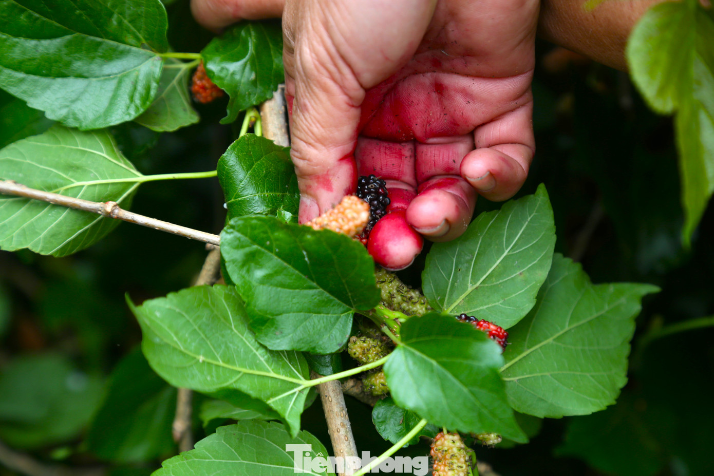 Đôi bàn tay vít những cành dâu, bà Tuyết chọn quả to, mọng nhất nhẹ nhàng tách dâu ra khỏi chùm. “Quả dâu nhỏ, dễ dập nên phải dùng tay hái thủ công nhẹ nhàng. Chỉ hái những quả dâu chín mọng, màu đỏ thẫm hoặc đen, như thế mới ngọt”, bà Tuyết chia sẻ.