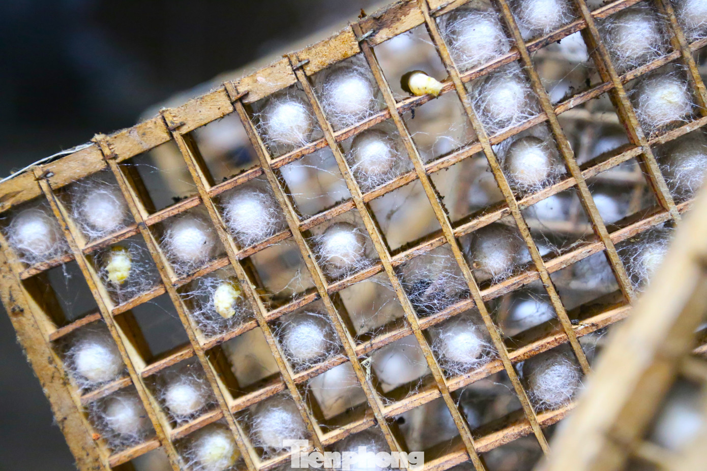 Con tằm sẽ được đưa vào các “né” gỗ để tự làm tổ. Mỗi con sẽ chui vào một ô, nhả tơ, tạo thành chiếc kén.