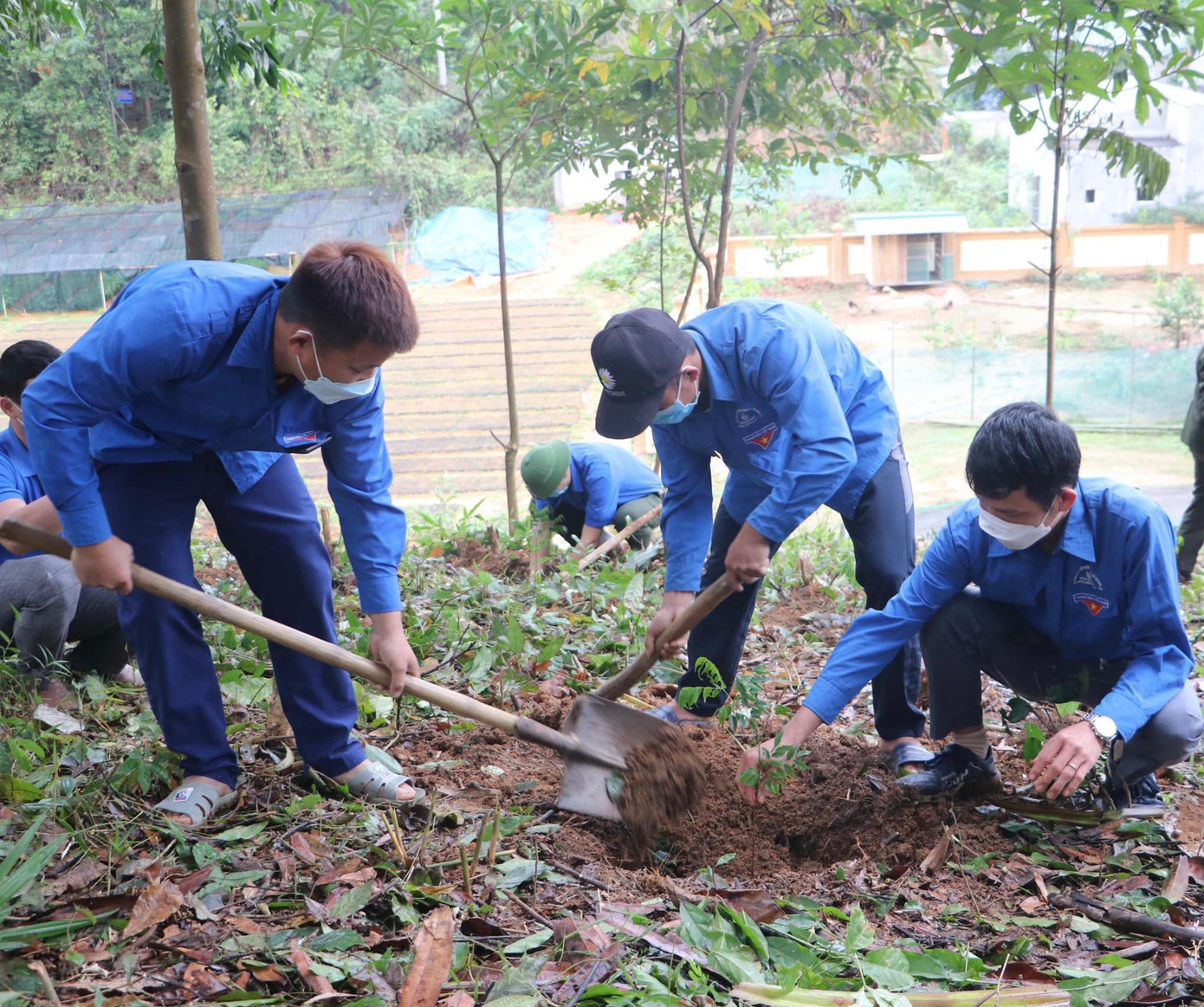Số cây lim xanh này do T.Ư Đoàn TNCS Hồ Chí Minh hỗ trợ trong chương trình “1 tỷ cây xanh vì một Việt Nam xanh”, góp phần quan trọng vào công tác bảo vệ rừng, bảo vệ môi trường sinh thái, ứng phó với biến đổi khí hậu, giảm nhẹ thiên tai.