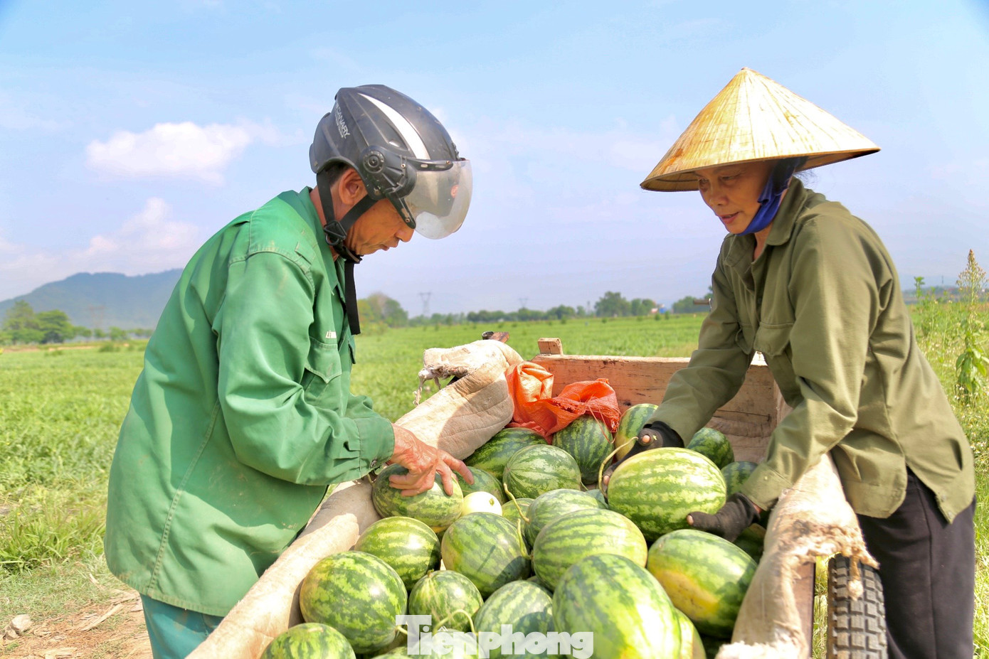 Với năng suất khoảng 1,5 tấn/sào, giá bán tại ruộng 6.500-7.000 đồng/kg, mỗi sào trồng dưa hấu, người dân lãi từ 10-12 triệu đồng. So với các loại cây trồng khác thì cây dưa có thu nhập vượt trội trên cùng đơn vị diện tích.