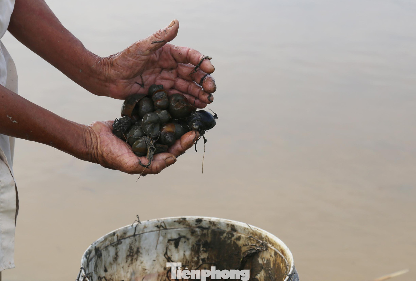 Việc bắt ốc không những bảo vệ mùa màng mà còn tăng thu nhập cho người dân.