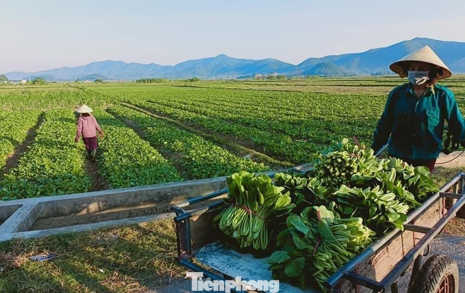 Nông dân chỉ dám thu hoạch cầm chừng