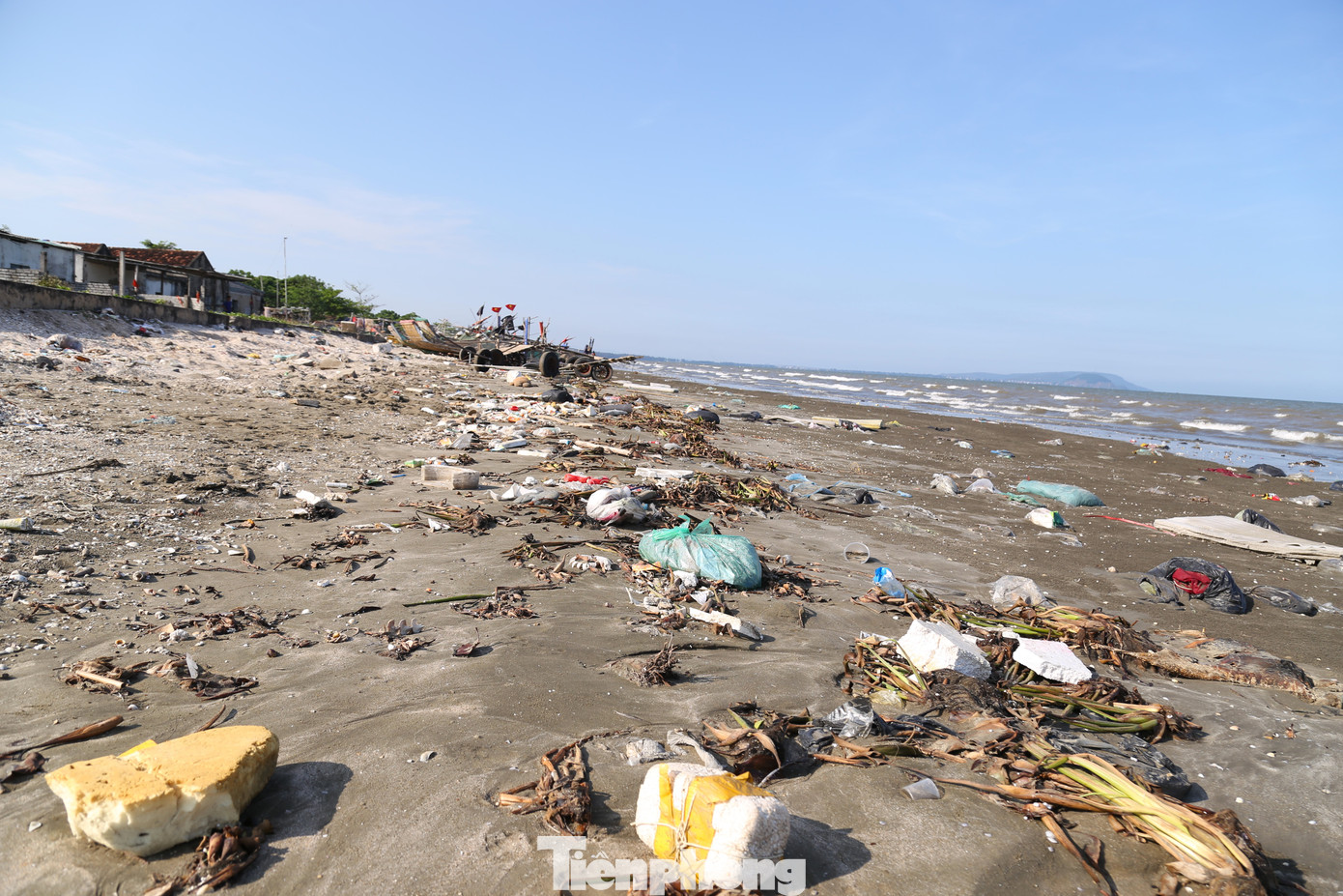 Bèo tây, rác thải dọc bãi biển Hòn Câu.