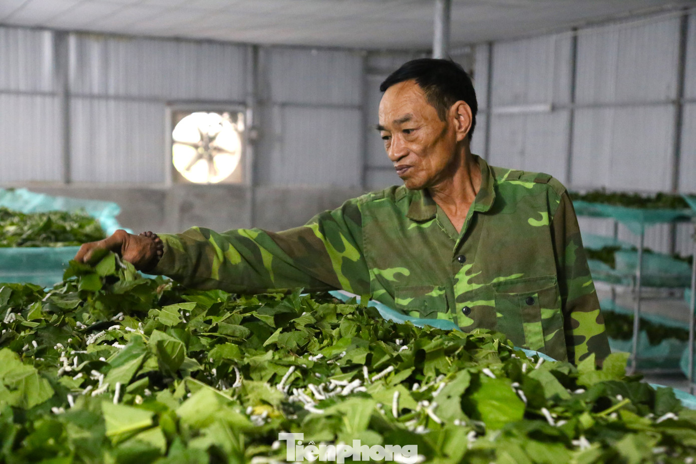 Từ độ tuổi thứ 2 trở đi, tằm ăn rất nhiều lá dâu. Trong giai đoạn này, phải liên tục bổ sung thức ăn cho tằm. Sau 5 lần lột xác, tằm đã ở độ tuổi thứ 5, lượng dinh dưỡng đã đủ, tằm sẽ không tiếp thức ăn. Trong giai đoạn này, nền nhiệt vẫn luôn phải duy trì ở mức 26 độ C.