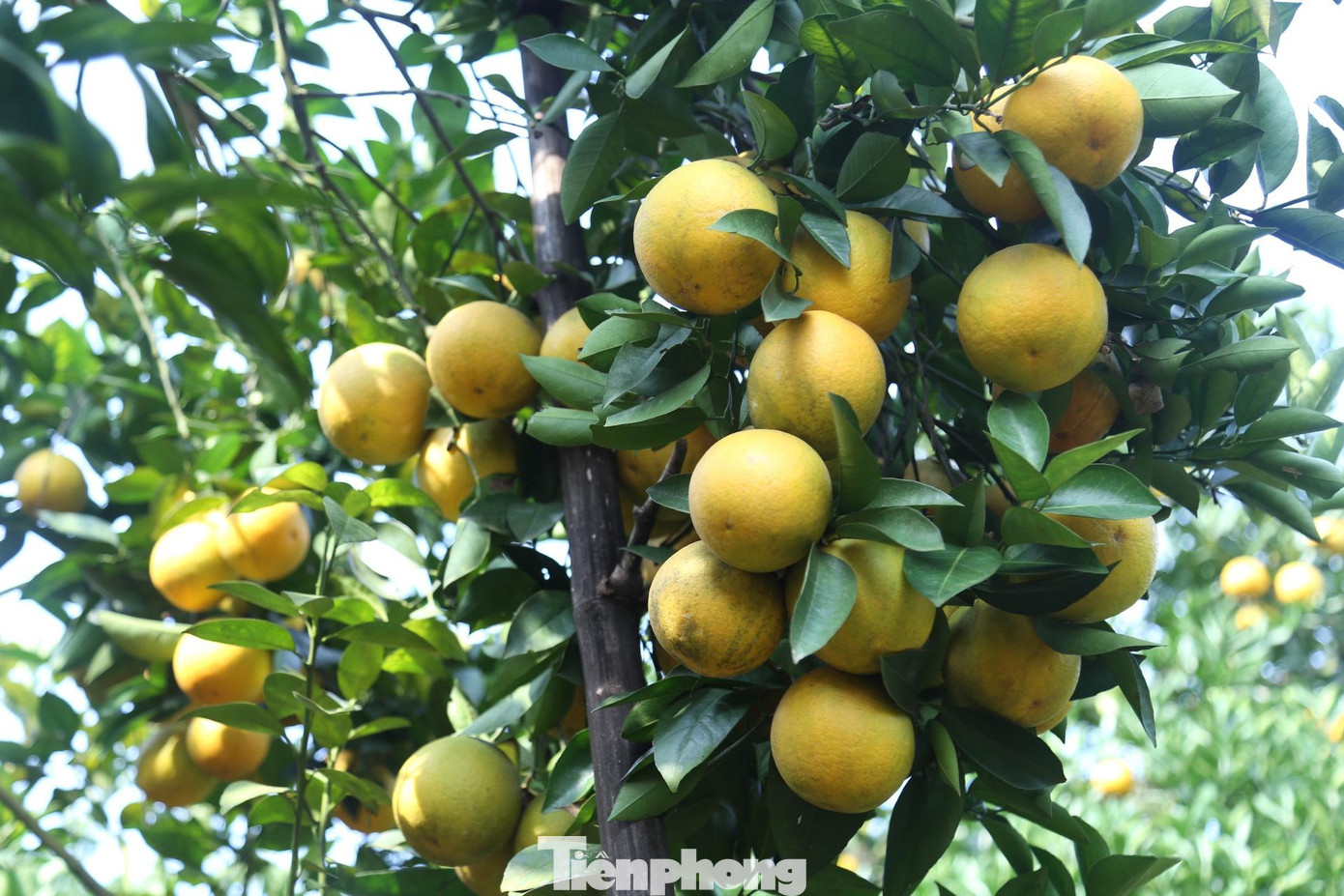 “So với năm ngoái thì năng suất cam có giảm, tuy nhiên nhờ chăm sóc tốt nên cam vẫn đạt khoảng 20 tấn/ha. Giá cam dao động từ 40.000 - 50.000 đồng/kg, cao hơn các năm trước 10.000 đồng/kg. Hiện, trại đang chọn cắt bán những quả cam đã đủ độ chín và thu hoạch dần từ giờ đến Tết”, ông Tiến chia sẻ.