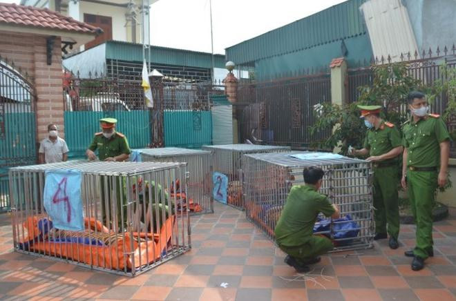 Những con hổ được cho vào lồng sắt và đưa đến khu sinh thái Mường Thanh Diễn Lâm (huyện Diễn Châu) để chăm sóc, phục vụ công tác điều tra. Những con hổ được cho vào lồng sắt và đưa đến khu sinh thái Mường Thanh Diễn Lâm (huyện Diễn Châu) để chăm sóc, phục vụ công tác điều tra.