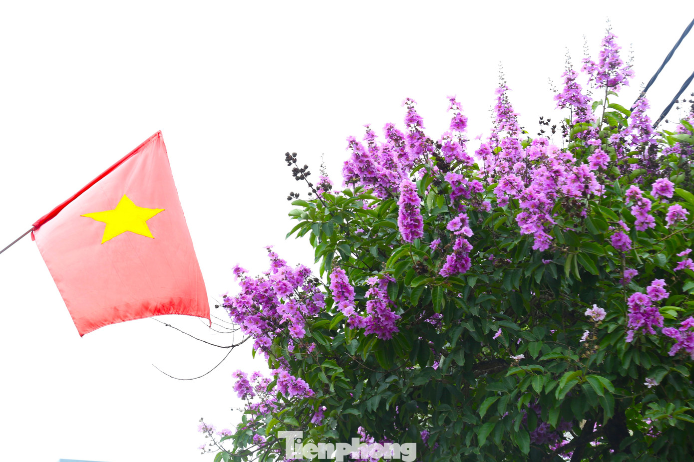 Những bông hoa bằng lăng nở thành từng chùm tím rực rỡ nổi bật trên nền trời.