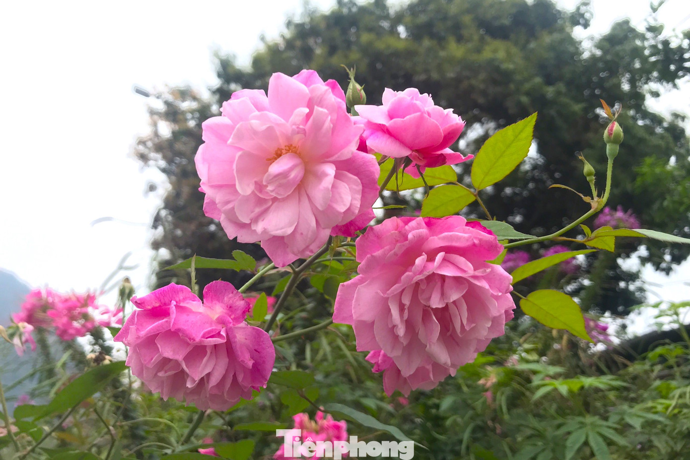 Hoa hồng bung nở rực rỡ.