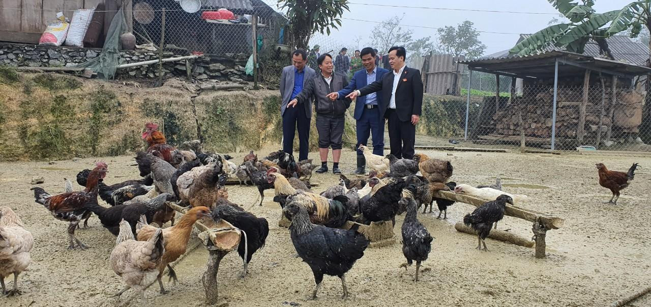 Nuôi gà đen đặc sản giúp gia đình Vừ Tổng Pó thoát nghèo