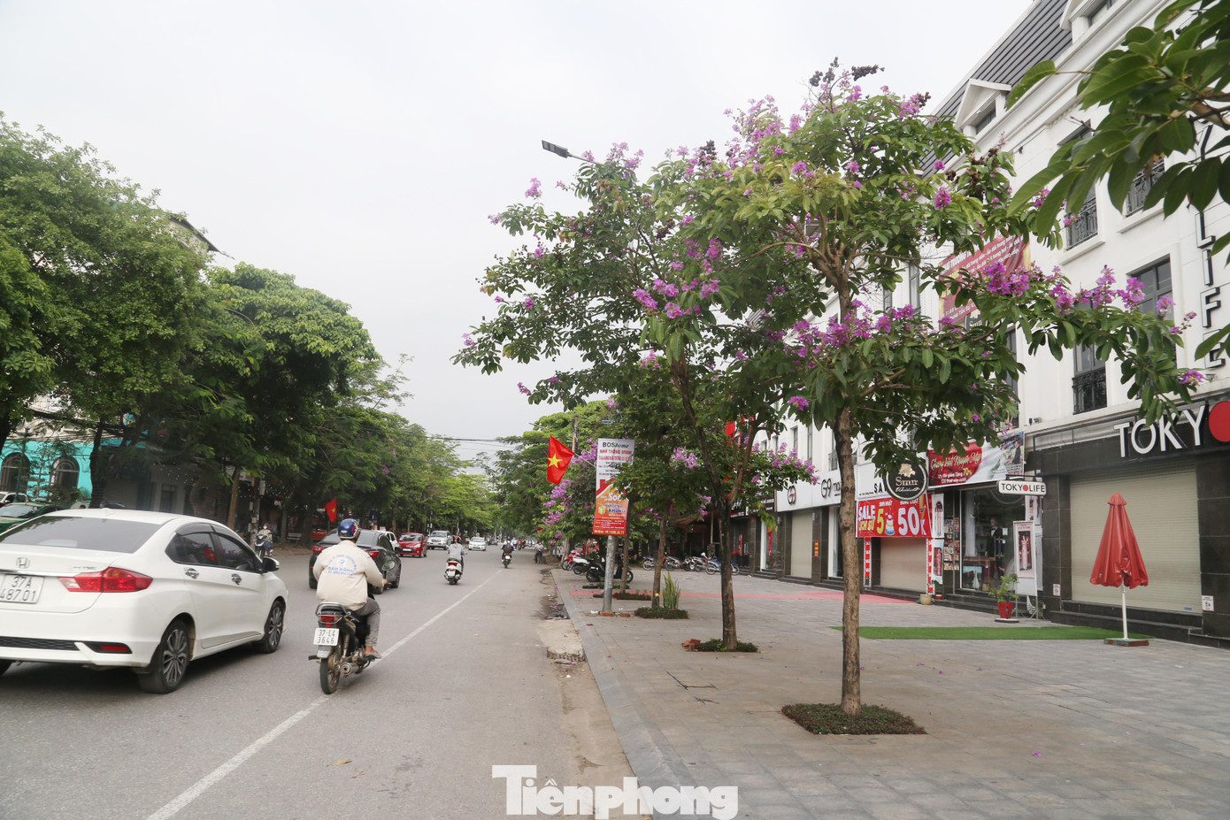 Bằng lăng xuất hiện ở nhiều tuyến phố khác ở TP Vinh như Lê Hồng Phong, Hà Huy Tập, Lê Mao,... Trong ảnh, bằng lăng nở trên đường Lê Hồng Phong.
