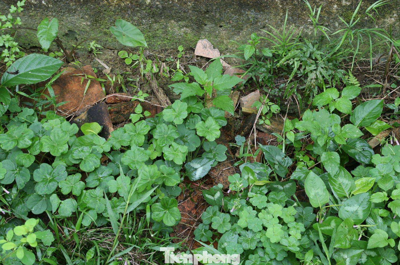 Gỗ, ngói, gạch của đình bị gãy rụng, phần thì còn nằm trên mái nhà, phần thì rơi xuống đất nằm rải rác xung quanh bờ tường.