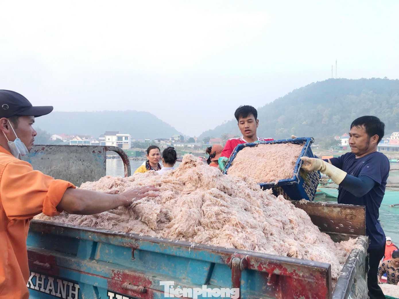 Năm nay, dù giá ruốc xuống thấp chỉ còn 6.000-8.000 đồng/kg song ngư dân vẫn rất phấn khởi vì tàu thuyền trúng đậm ruốc.