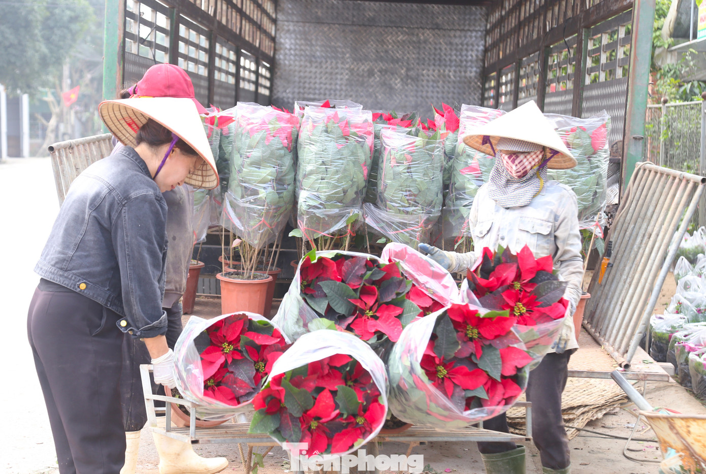 Anh Thái Văn Sang, chủ một vườn hoa, cây cảnh ở xóm Kim Chi, xã Nghi Ân, TP Vinh, Nghệ An cho biết: “Ngày thường chỉ có khoảng 4-5 công nhân làm việc. Còn dịp Tết, số lượng hàng về liên tục nên phải thuê thêm 5 người làm theo giờ, thời vụ. Tiền công trả tùy theo công việc, như bốc vác chậu cảnh là 350.000 - 500.000 đồng/8 tiếng/người, trồng cây 4 tiếng được trả 200.000 đồng/người”.
