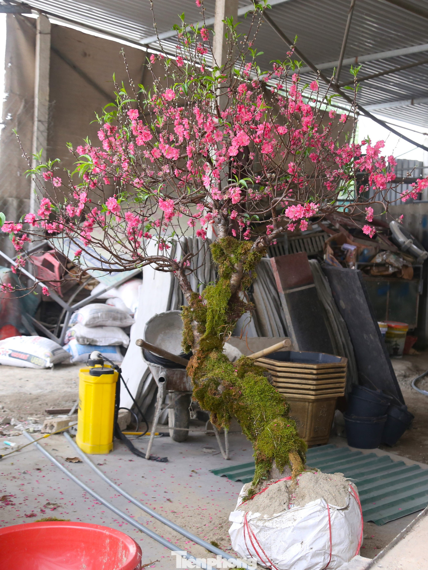 Do đã nhập về để chào bán gần 1 tháng nên nhiều gốc đào đã bung nở toàn bộ. Hầu hết các chủ vườn đang liên hệ để thanh lý với giá rẻ.