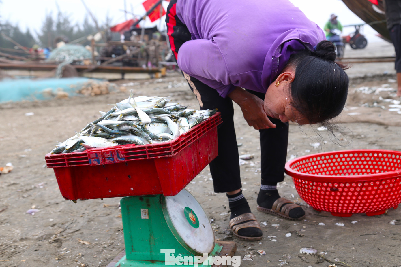 Cá trích sau khi gỡ được cho vào thùng nước để rửa sạch sẽ, thương lái thu mua tại chỗ. Giá bán dao động từ 20.000 - 25.000 đồng/kg. Cá trích sau khi gỡ được cho vào thùng nước để rửa sạch sẽ, thương lái thu mua tại chỗ. Giá bán dao động từ 20.000 - 25.000 đồng/kg.