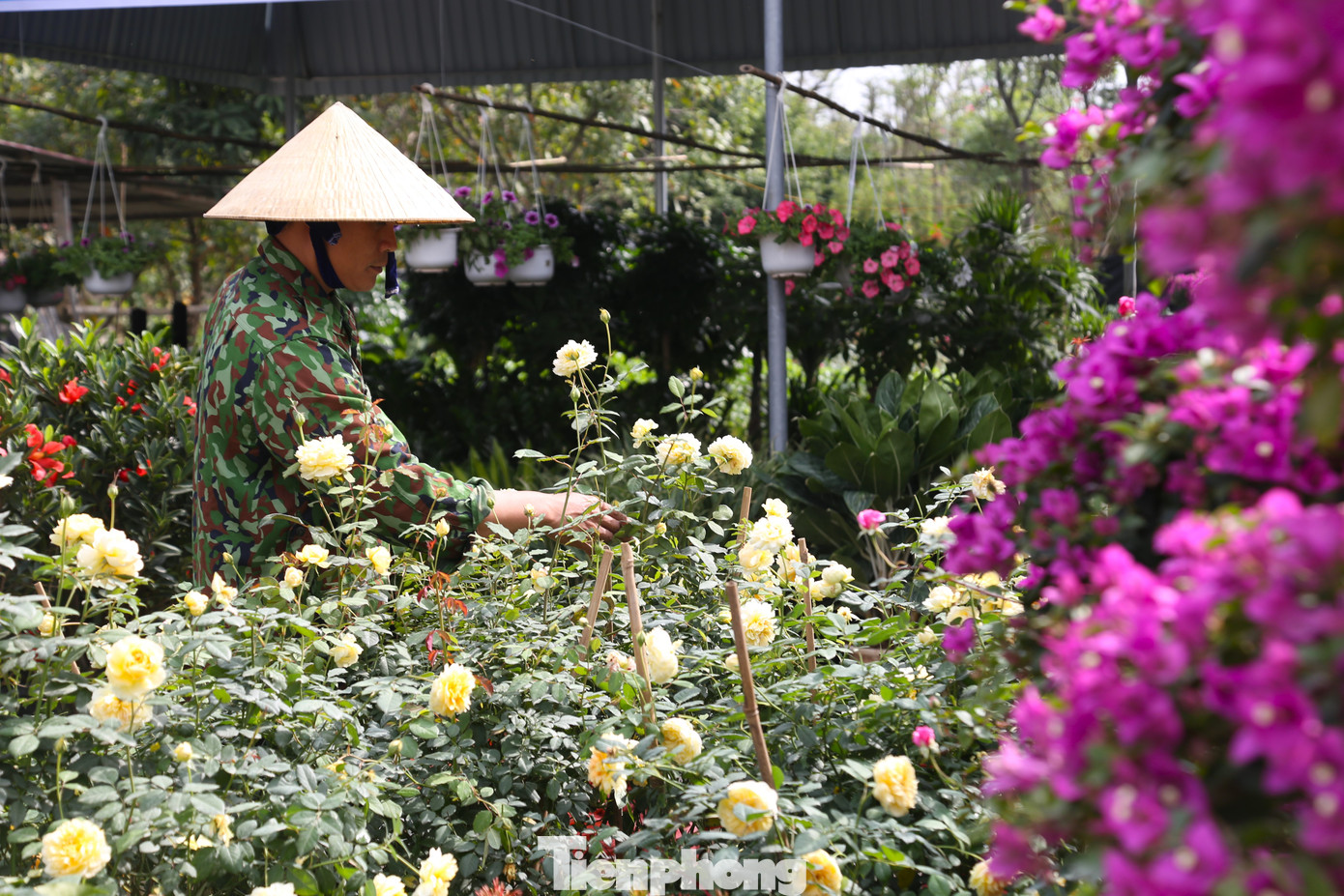 Anh Nguyễn Bình Trọng, chủ một vườn hoa cho biết: “Thường vào thời điểm này người dân đã đi mua sắm hoa, cây cảnh để về sửa soạn chuẩn bị đón Tết. Nhưng năm nay, sức mua có giảm hơn. Do đó, chúng tôi không nhập hàng về ồ ạt mà chia làm nhiều đợt khác nhau, vừa bán, vừa ngóng diễn biến thị trường”.